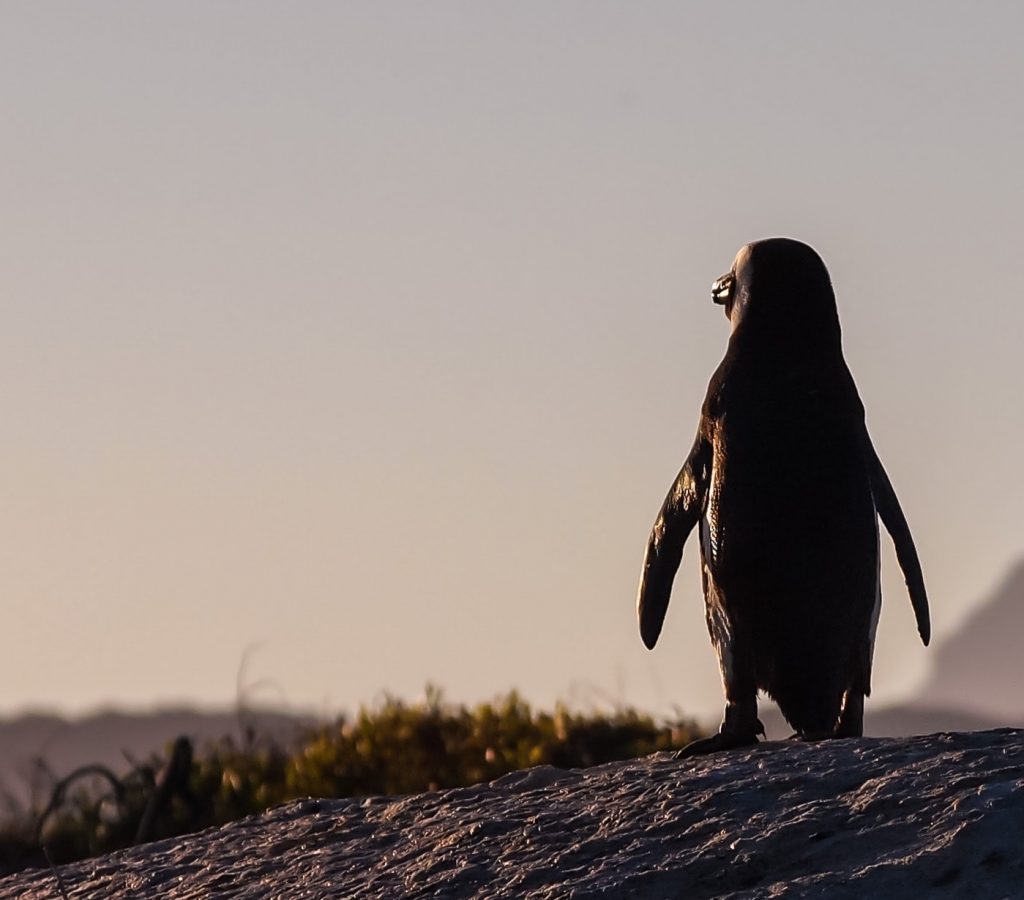 penguin turning away from humanity, attentional violence